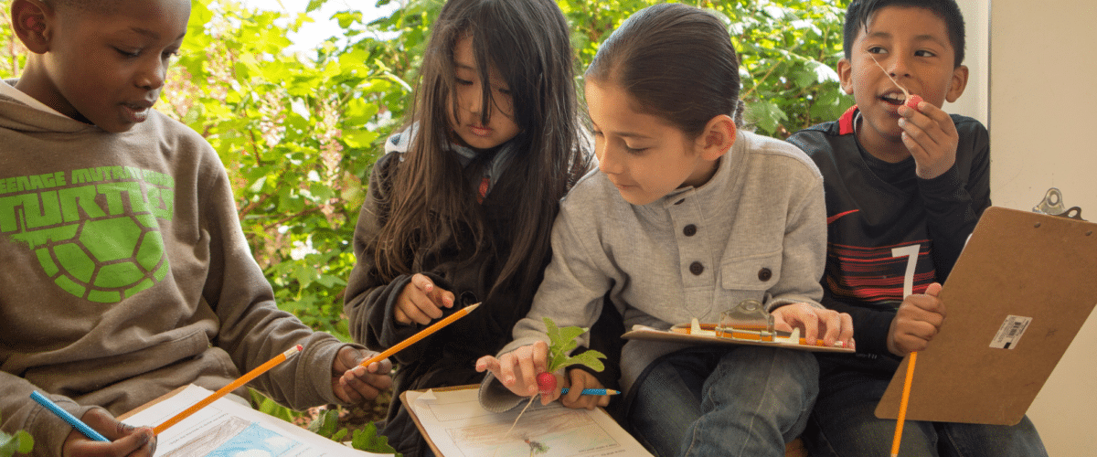 Students examine radishes for a FoodCorps lesson